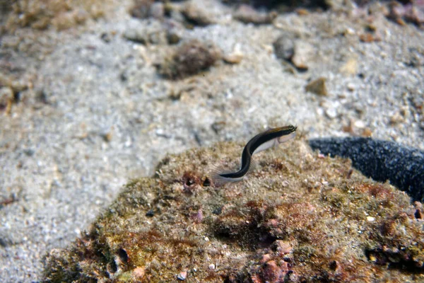 Fantastiske Levende Organismer Fisk Den Undersøiske Verden - Stock-foto