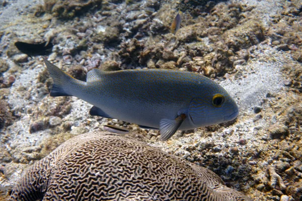 Amazing Living Organisms Fish Underwater World — Stock Photo, Image