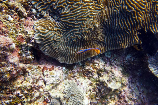 Дивовижні Живі Організми Риби Підводного Світу — стокове фото