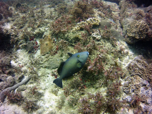 Organismos Vivos Incríveis Peixes Mundo Subaquático — Fotografia de Stock