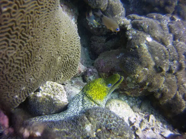 Green Moray Eels Peeking Out Mink — Stock Photo, Image