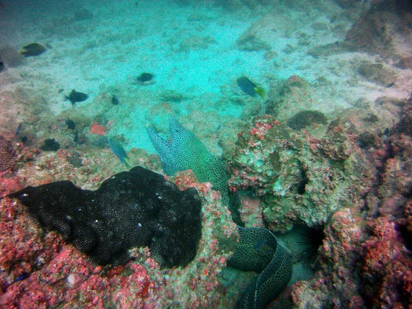 Enguias Moray Verdes Espreitando Fora Uma Marta — Fotografia de Stock