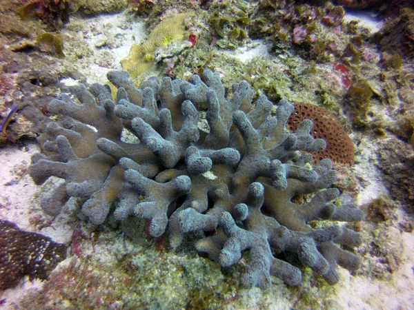 Podwodne Jasne Bukiety Ogrodach Koralowych — Zdjęcie stockowe