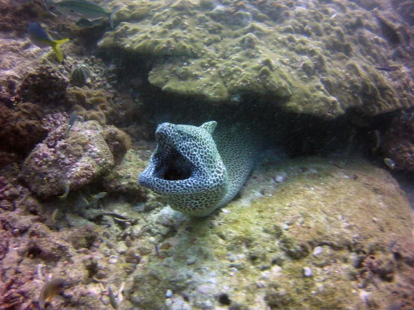 Green Moray Eels Peeking Out Mink — Stock Photo, Image