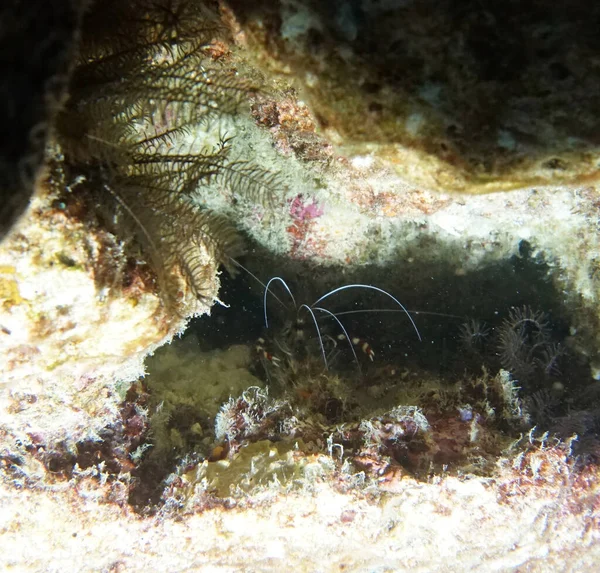 Erstaunliche Lebende Organismen Der Unterwasserwelt — Stockfoto