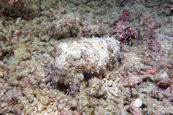 Caça Cuttlefish Pérola Noite Fundo — Fotografia de Stock