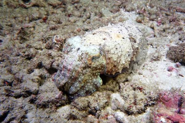 Caça Cuttlefish Pérola Noite Fundo — Fotografia de Stock