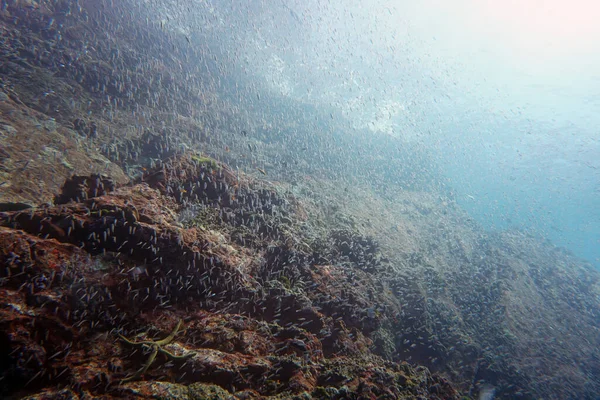 Яскрава Маленька Риба Плаває Кораловому Рифі — стокове фото