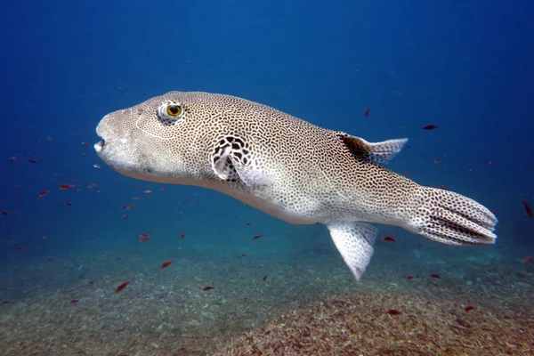Šedooká Překvapená Ryba Plave Korálovém Útesu — Stock fotografie