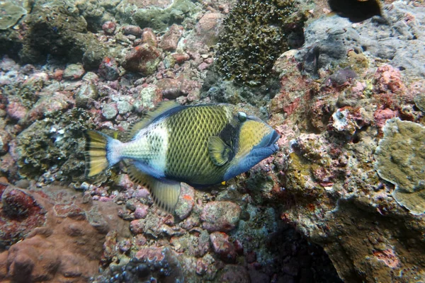 Ярко Зеленая Рыба Плавает Коралловом Рифе Ест Кораллы — стоковое фото