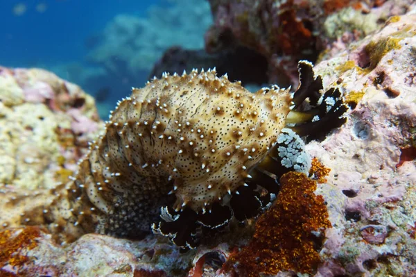 Brown Nudibranch Mollusk Stones — Stock Photo, Image