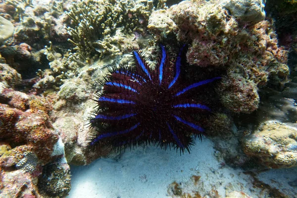 珊瑚上的紫黑色海星 — 图库照片