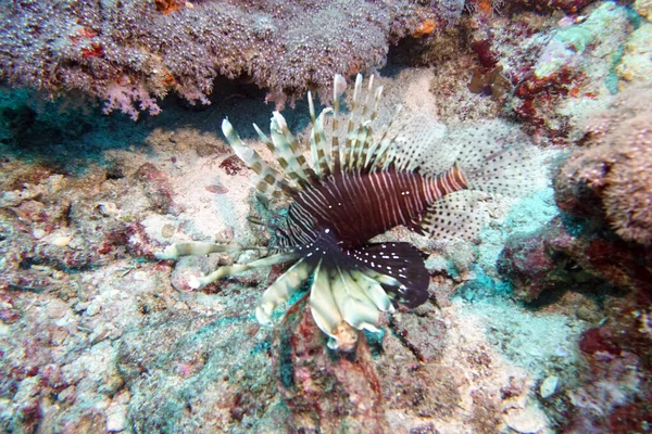 Lionfish Swims Stones Reef — Stock Photo, Image