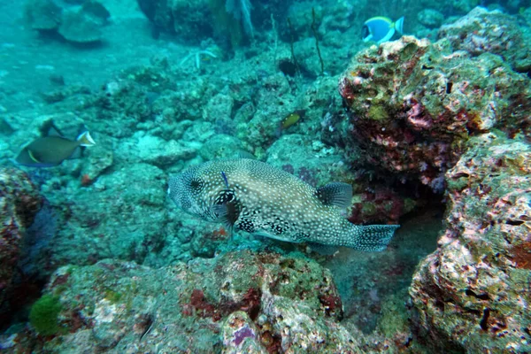 Rybí Pes Plave Mezi Kameny Útesu — Stock fotografie