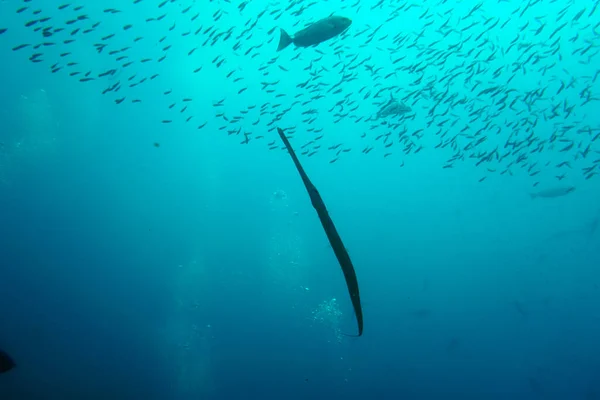 flute fish swims amid a flock of small fish