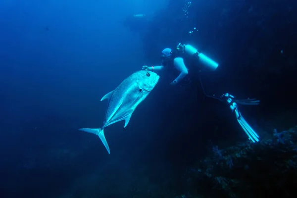 Fast Predatory Jack Fish Seek Prey — Stock Photo, Image