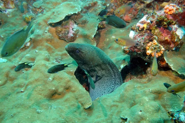 Jonge Moray Oren Uit Nerts Voor Jacht — Stockfoto