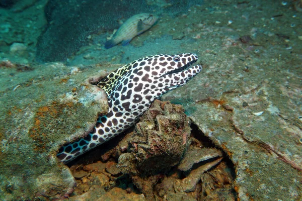 Spotted Moray Eared Out Mink Hunting — Stock Photo, Image