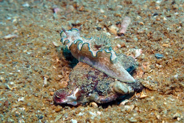 Nudibranch Clam Beżowym Fantastycznym Kształcie Czołga Się Koralu — Zdjęcie stockowe