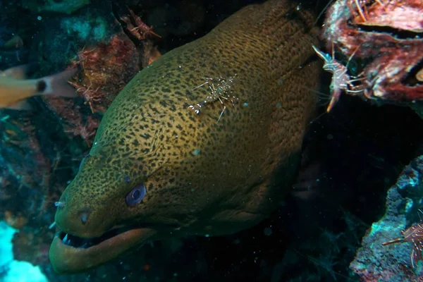 Enguia Moray Verde Escuro Limpadores Camarão Dançando Nas Proximidades — Fotografia de Stock