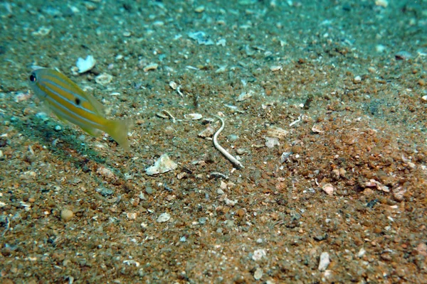 Petit Serpent Blanc Sur Fond Sablonneux — Photo