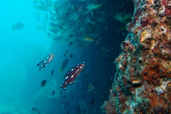 Bandadas Peces Nadan Largo Coral —  Fotos de Stock