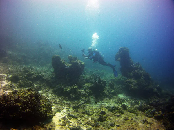 Дайвер Фотографирует Коралловых Рыб — стоковое фото