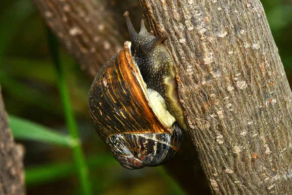 アリは食物を収集しミンクを運び — ストック写真