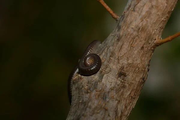 Brown Worm Creeping Tree Dark Background — Stock Photo, Image