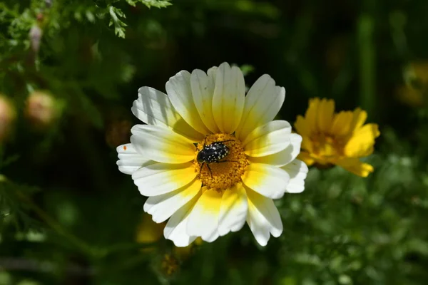 Escarabajos Marrones Sobre Flores Amarillas Prado — Foto de Stock