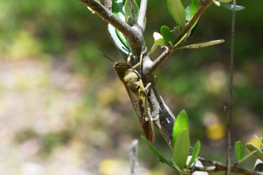 Yeşil çimenlikte yeşil çekirge kamuflajı