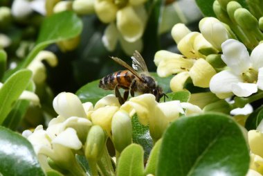 Kahverengi arı sarı çiçeklerde bal toplar.