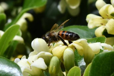 Kahverengi arı sarı çiçeklerde bal toplar.