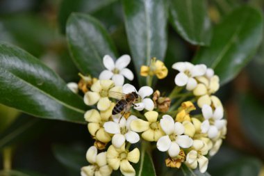 Kahverengi arı sarı çiçeklerde bal toplar.