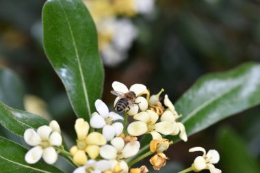 Kahverengi arı sarı çiçeklerde bal toplar.