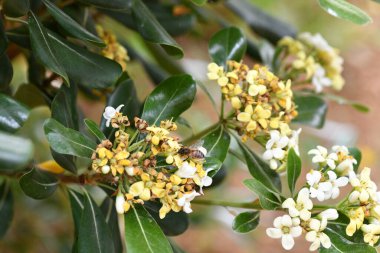 Kahverengi arı sarı çiçeklerde bal toplar.