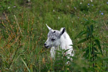 Beyaz genç keçi yeşil bir arka planda çayırda