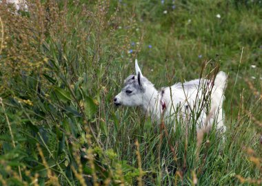 Beyaz genç keçi yeşil bir arka planda çayırda