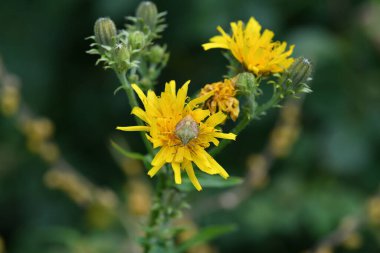 Yeşil arka planda sarı çiçeklerdeki çizgili böcekler
