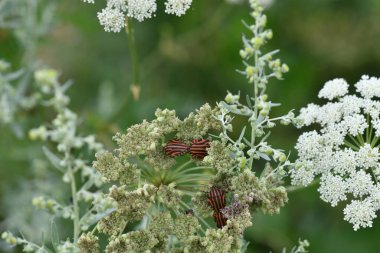 Yeşil arka planda beyaz çiçeklerdeki çizgili böcekler