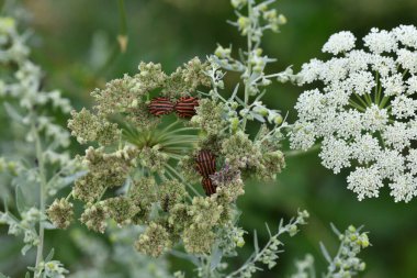 Yeşil arka planda beyaz çiçeklerdeki çizgili böcekler