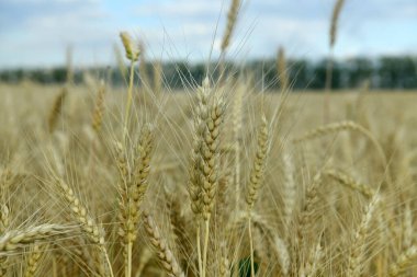 Buğday tarlasında sivri uçlu uğurböceği