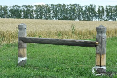 Yabani çiçekler buğday tarlasında yetişir.