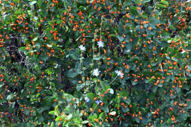 peygamberdevesinin inanılmaz çeşitliliği ve sıradışı dünyası