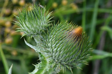 peygamberdevesinin inanılmaz çeşitliliği ve sıradışı dünyası
