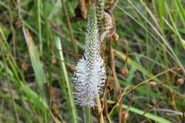 peygamberdevesinin inanılmaz çeşitliliği ve sıradışı dünyası