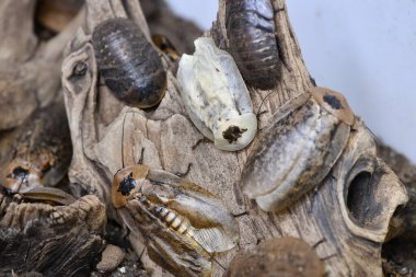 peygamberdevesinin inanılmaz çeşitliliği ve sıradışı dünyası