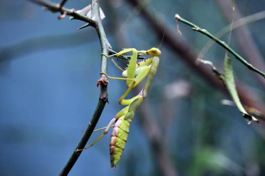 peygamberdevesinin inanılmaz çeşitliliği ve sıradışı dünyası