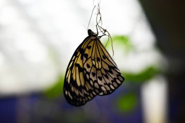 Parlak tropik kelebek bir çiçeğin üzerinde oturur.