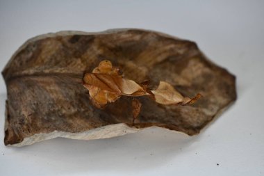 Tropikal peygamberdevesinin şaşırtıcı ve alışılmadık dünyası